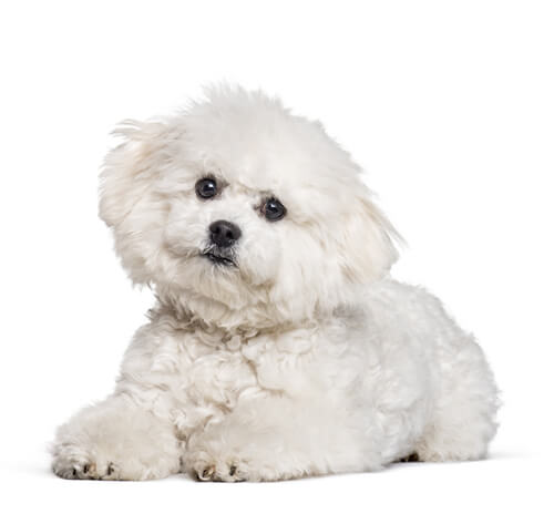 Bichon frise deals small apartments